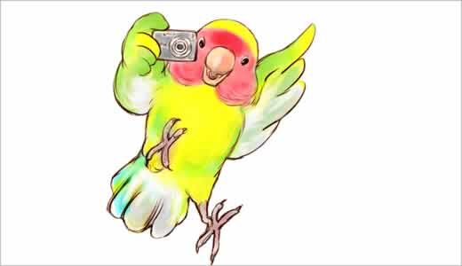 アケボノインコ図鑑｜Blue-headed Parrot / Pionus menstruus